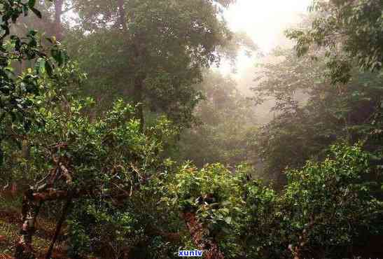 普洱茶中的大树与老树：一场味觉的探险之旅