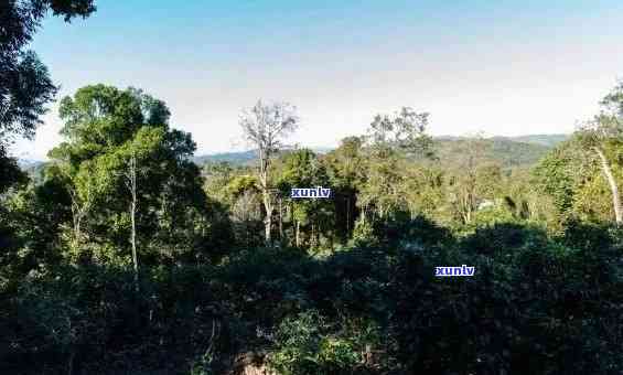 全面解读：布朗山班章普洱茶的品质、产地、 *** 工艺及其品饮体验