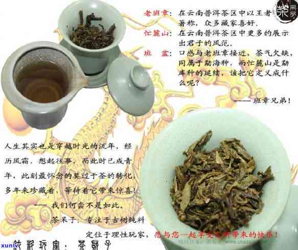 老班章秋茶值得买吗？介绍口感、古树、春茶与秋茶区别。