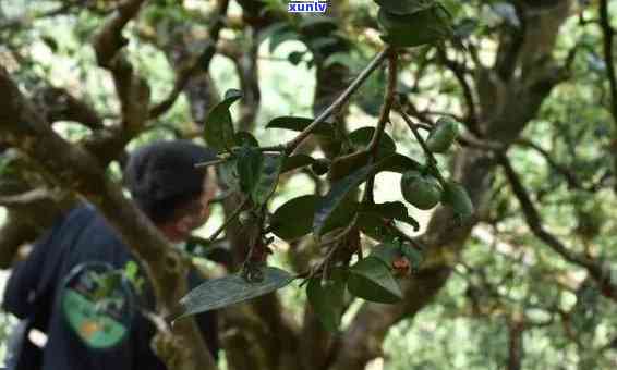 阿里山老班章茶：源自古树的独特韵味与阿里山精神融合