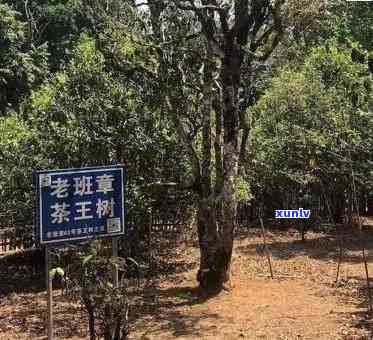 探索老班章茶产地：一属于普洱茶文化的历与传承