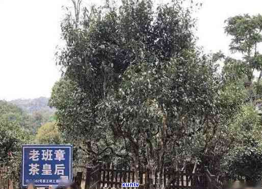 老班章古茶树王：海口龙华商贸市场离火珍品普洱茶价格解析