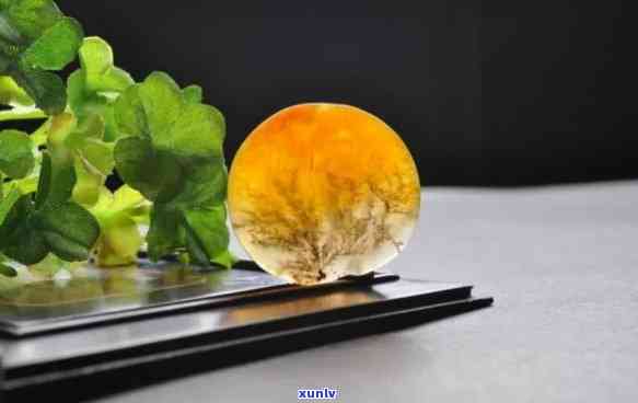 黄龙玉水草：全面了解这种神奇植物的种植、养护与用途