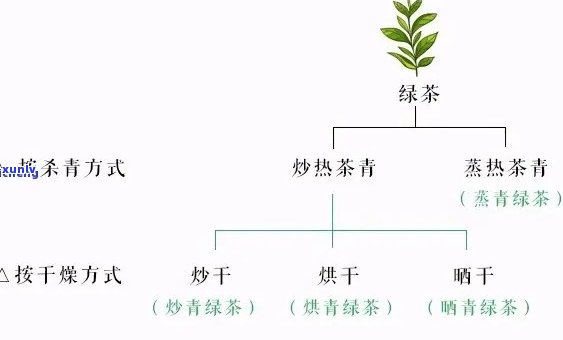 探究普洱茶与绿茶的风味差异及其各自的独特魅力