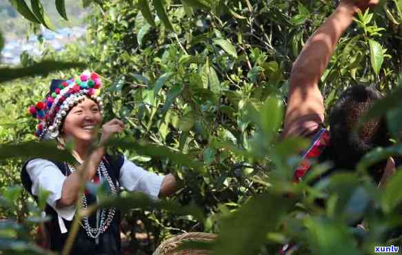 老班章普洱茶采摘宴：临沧茶乡的采茶时光