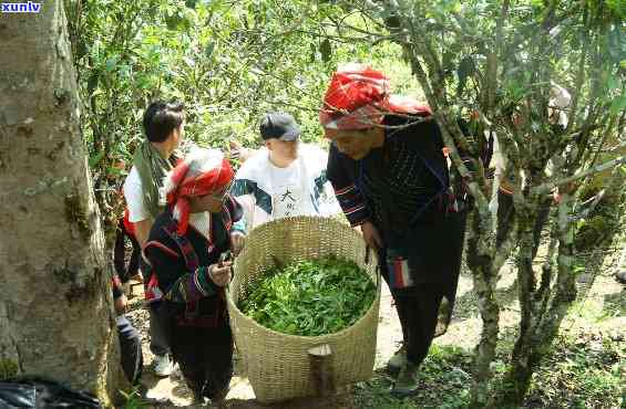 老班章普洱茶采摘宴：临沧茶乡的采茶时光