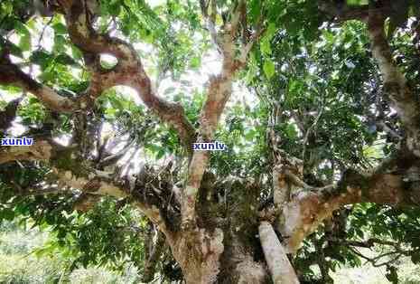 揭秘老班章茶树：探秘千年古茶树的树龄与奥秘，品味普洱茶之王的魅力