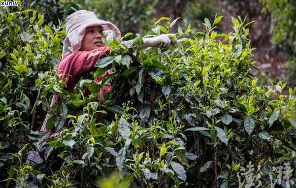 班章村民自主销售的优质茶叶，展现普洱茶的独特魅力