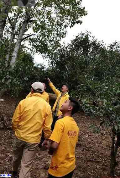 探索章村茶山：体验老班章普洱茶的魅力与传承