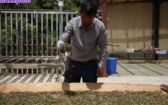 探究勐海地区普洱茶产业的领先者：天茶厂的制茶工艺与品质