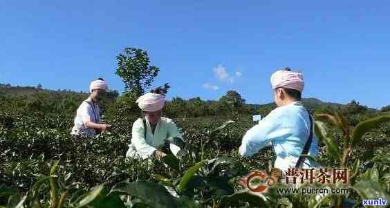 勐海天茶业：从茶叶种植到品质保障，全面解答您的疑问