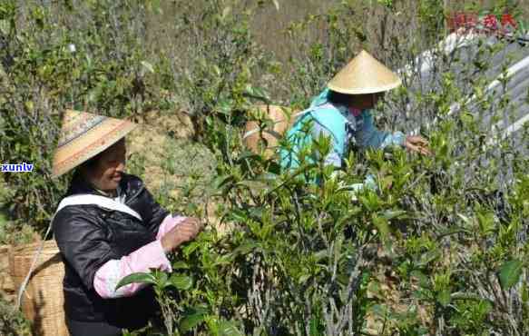 勐海天茶业：从茶叶种植到品质保障，全面解答您的疑问