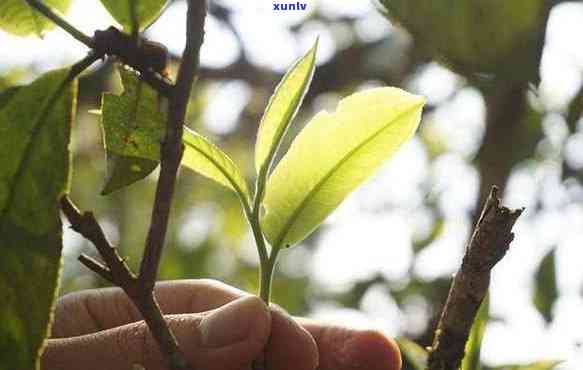 老班章茶多少钱一个