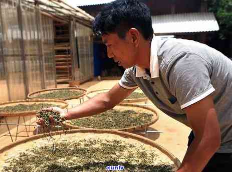 揭秘老班章茶树王：究竟多少年的树龄才能成为普洱茶中的茶王？