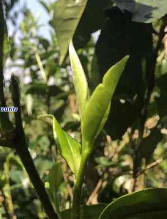 上海老班章批发零售春茶精选，优质茶叶供应，厂家直销，价格优