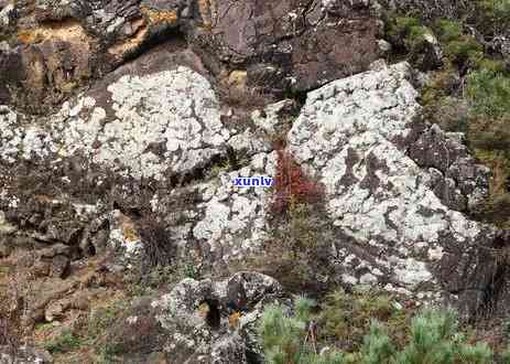 阿尔山地区的火山岩石种类及其地质特征