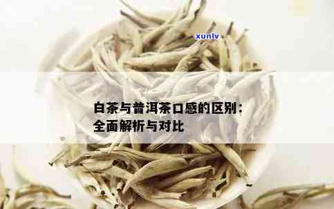 白茶与生普洱：口感对比解析，深入了解两种茶叶的独特风味