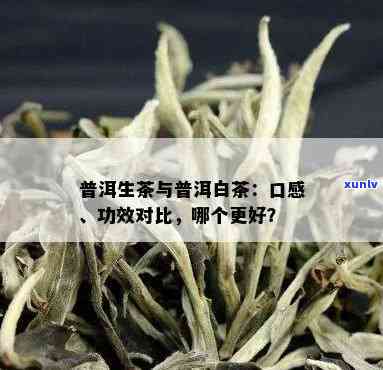 白茶与生普洱：口感对比解析，深入了解两种茶叶的独特风味