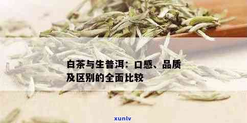 白茶与生普洱：口感对比解析，深入了解两种茶叶的独特风味