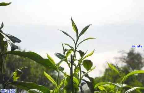 云川精选老班章普洱茶，云南茶叶的阿里之旅