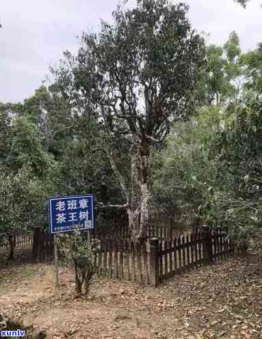 老班章古树茶属于什么茶？老班章古树茶的特点、功效及2021年最新价格