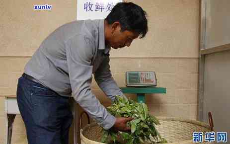 探究老班章茶树品种及其在普洱茶产业中的独特作用