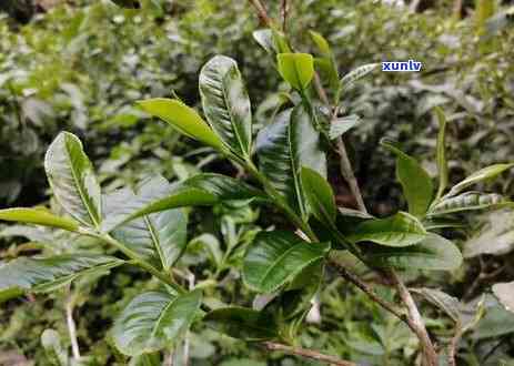 探索生普洱茶的陈化时间：如何判断何时饮用以获得口感？