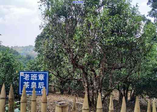 老班章古树普洱茶的独特风味与品鉴体验