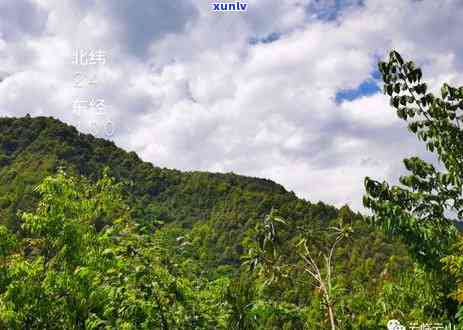 探寻老班章茶的产地：一未被发掘的山头传奇