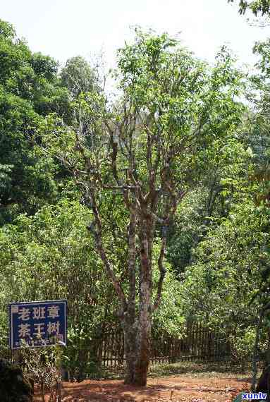 原产地的老班章新茶