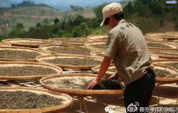 陈升老班章高提香：普洱茶 *** 的艺术与科学