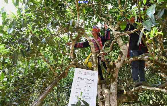 春明茶厂班章古树茶：品鉴与购买指南，了解优质茶叶的挑选 *** 和购买建议