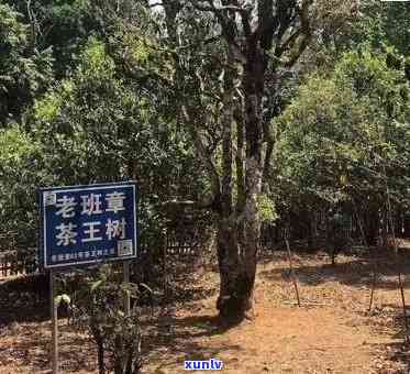 老班章古茶树的产量：数据、品种和种植环境的综合分析