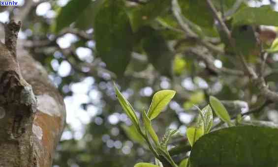 探秘老班章茶区：古茶树的岁月密码，揭示普洱茶历与魅力