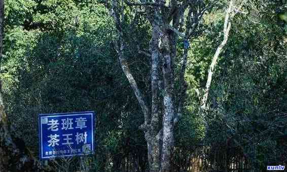 曼峨与老班章的距离计算 *** 及实际道路导航