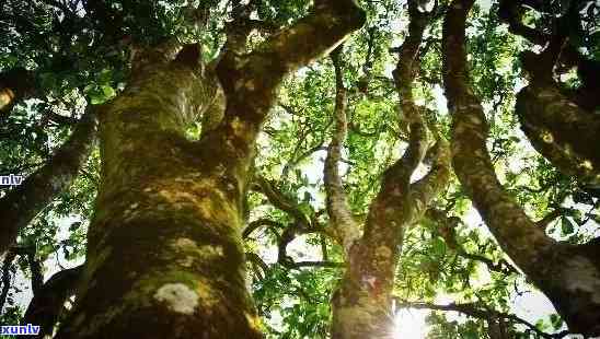 老班章茶园：勐海县章村的普洱茶瑰宝