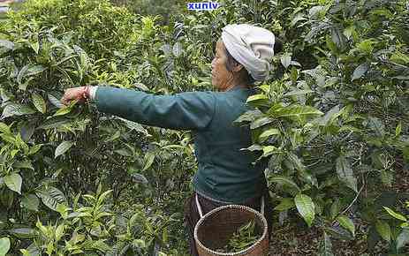 老班章茶的独特韵味：口感、特点、解析与普洱茶的融合