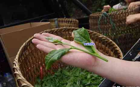 老班章薄荷塘怎么样：哪个茶好？