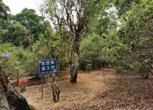 老班章村3号淑媛号