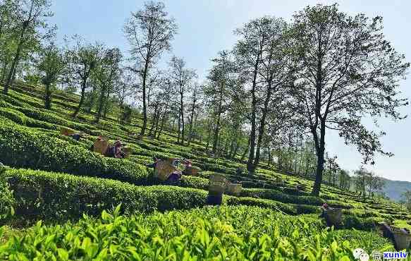 南涧凤凰茶业：品质越的茶叶供应商，为您呈现全方位的茶文化体验