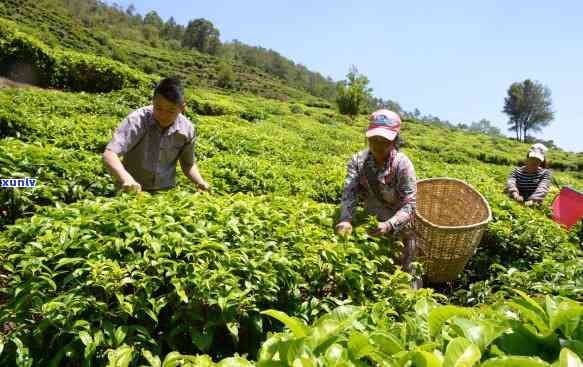 曼松龙珠口粮茶：是什么茶？古树龙珠价格如何？