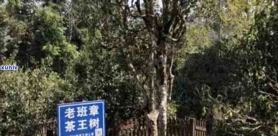 老班章茶王级古茶，珍贵稀有，价格高达68万公斤