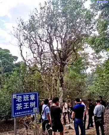 老班章茶王级古茶，珍贵稀有，价格高达68万公斤