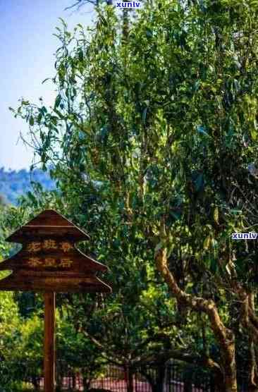 勐海县布朗山老班章：一个藏茶的天堂及旅游胜地