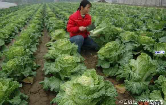 2011年老班章土林大白菜的种植技巧、收获时间以及营养价值全方位解析