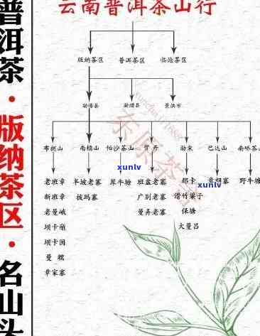 老班章茶：品种、产地、 *** 工艺及品饮 *** 的全面解析