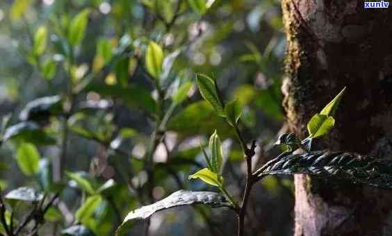 老班章原生态茶叶：勐海地区的独特韵味