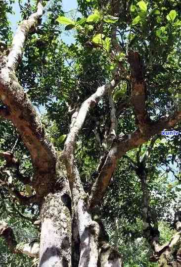 老班章山头茶：特点、故事与内质特征