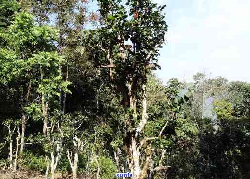 老班章山头茶好喝吗