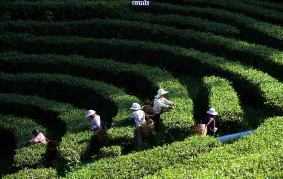 凤庆天福茶厂老班章